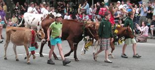Strolling of the Heifers, 7Jun08